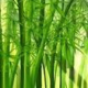 竹纤维加盟